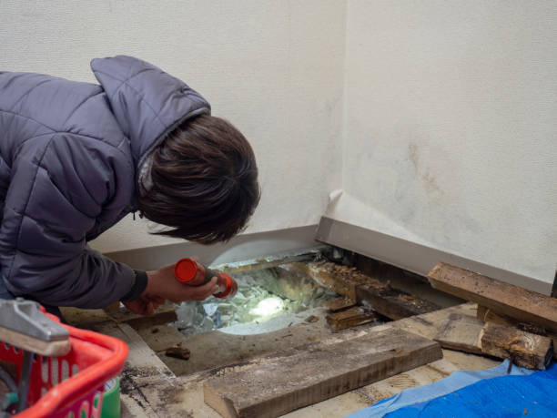 Best Mold Odor Removal Services  in Pinehurst, ID