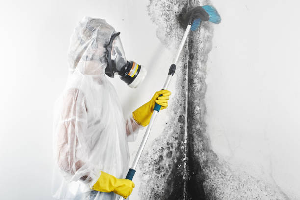 Best Crawl Space Mold Remediation  in Pinehurst, ID