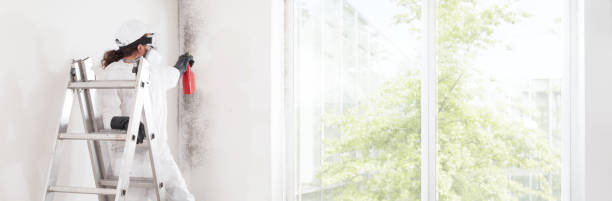 Best Post-Construction Mold Inspection  in Pinehurst, ID