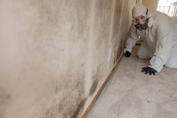 Best Mold-Related Health Consultation  in Pinehurst, ID